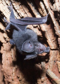 IKEI-1-la-Grotte-Paroi-et-Chauve-Souris-Hipposideros-caffer-12E5K2IMG_75249awtmk-Web