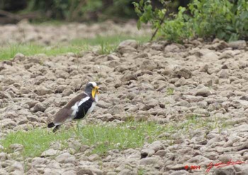 Grotte-2-Oiseau-Vanneau-a-Tete-Blanche-Vanellus-albiceps-11E5K2IMG_72047awtmk-Web