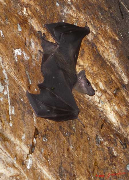 Grotte-Chauves-Souris-Parois-et-Roussette-Rousettus-aegyptiacus-11E5K2IMG_71977awtmk-Web