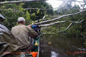 Minkebe-Descente-de-la-Riviere-Wa-Barrage-avec-Arbre-Deracine-STB-DSC00777awtmk-Web