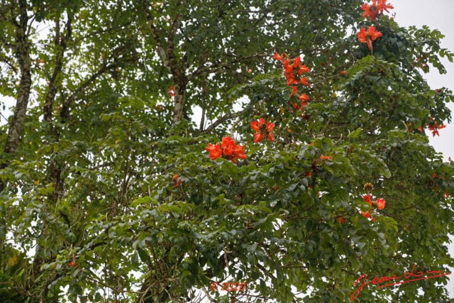 011 KINGUELE 02 Arbre 134 Magnoliopsida Scrophulariales Bignoniaceae Spathodea campanulata 20E5DIMG_201004154532_DxOwtmk 150k.jpg