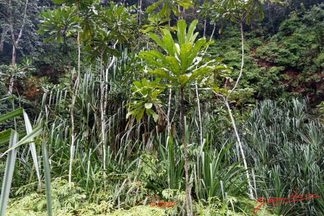 050 KINGUELE 02 la Grande Cascade Falaise avec Pandanus 20E80DIMG_201004145254_DxOwtmk 150k.jpg