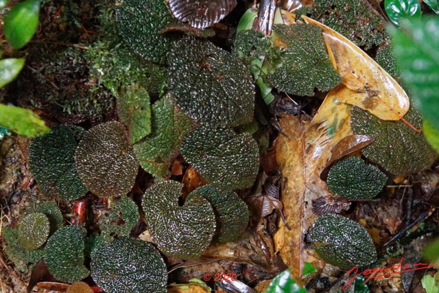 082 KINGUELE 02 La Gorge sur la MBIWAM Plante 117 Rosida Fabida Cucurbitales Begoniaceae Begonia susaniae Possible 20E80DIMG_201004145286_DxOwtmk 150k.jpg