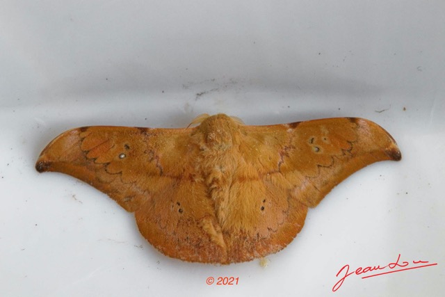 014 KINGUELE 03 le Village la Nuit Insecta 175 Lepidoptera Bombycoidea Saturniidae Orthogonioptilum sp 21E80DIMG_210523146756_DxOwtmk 150k.jpg