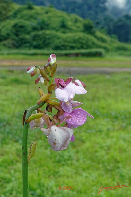 025 KINGUELE 03 le Village Plante 118 Liliopsida Asparagales Orchidaceae Eulophia sp Possible 21E80DIMG_210523146762_DxOwtmk 150k.jpg