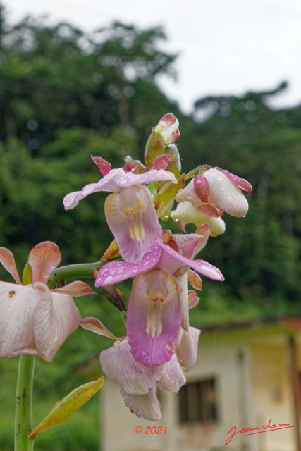 026 KINGUELE 03 le Village Plante 118 Liliopsida Asparagales Orchidaceae Eulophia sp Possible 21E80DIMG_210523146764_DxOwtmk 150k.jpg