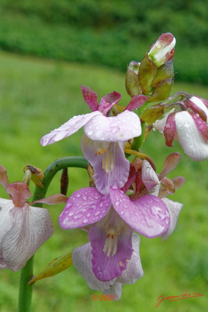 028 KINGUELE 03 le Village Plante 118 Liliopsida Asparagales Orchidaceae Eulophia sp Possible 21E80DIMG_210523146768_DxOwtmk 150k.jpg