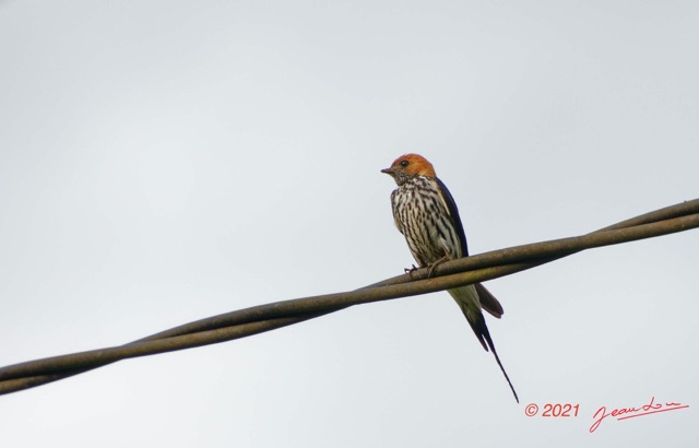 029 KINGUELE 03 Oiseau 064 Aves Hirundinidae Hirondelle Striee Hirundo abyssinica 21E80DIMG_210523146795_DxOwtmk 150k.jpg