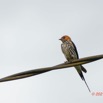 029 KINGUELE 03 Oiseau 064 Aves Hirundinidae Hirondelle Striee Hirundo abyssinica 21E80DIMG_210523146795_DxOwtmk 150k.jpg