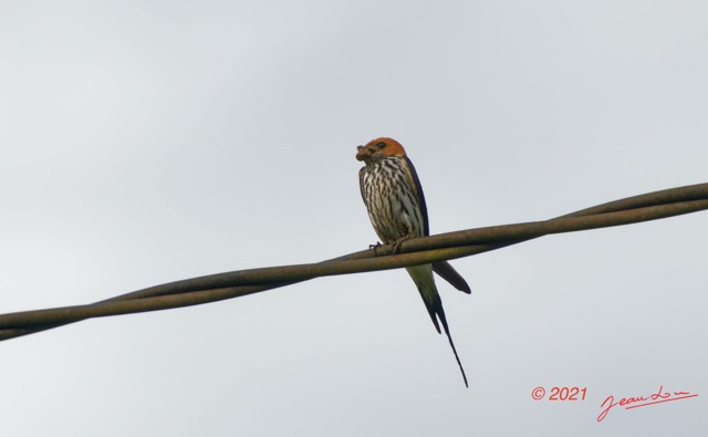 030 KINGUELE 03 Oiseau 064 Aves Hirundinidae Hirondelle Striee Hirundo abyssinica 21E80DIMG_210523146793_DxOwtmk 150k.jpg