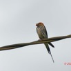 030 KINGUELE 03 Oiseau 064 Aves Hirundinidae Hirondelle Striee Hirundo abyssinica 21E80DIMG_210523146793_DxOwtmk 150k.jpg