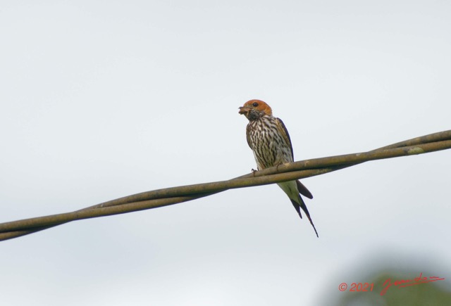 031 KINGUELE 03 Oiseau 064 Aves Hirundinidae Hirondelle Striee Hirundo abyssinica 21E80DIMG_210523146796_DxOwtmk 150k.jpg