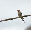 031 KINGUELE 03 Oiseau 064 Aves Hirundinidae Hirondelle Striee Hirundo abyssinica 21E80DIMG_210523146796_DxOwtmk 150k.jpg