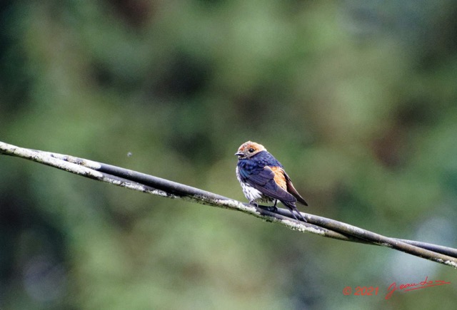 032 KINGUELE 03 Oiseau 064 Aves Hirundinidae Hirondelle Striee Hirundo abyssinica Jeune 21E80DIMG_210523146789_DxOwtmk 150k.jpg