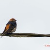 033 KINGUELE 03 Oiseau 064 Aves Hirundinidae Hirondelle Striee Hirundo abyssinica Jeune 21E80DIMG_210523146803_DxOwtmk 150k.jpg