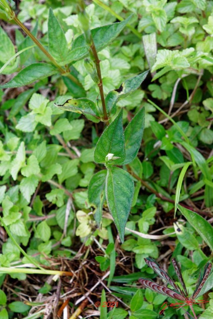 034 KINGUELE 03 le Village Plante 119 Asterida Lamiida Lamiales Acanthaceae Asystasia gangetica Possible 21E80DIMG_210523146771_DxOwtmk 150k.jpg