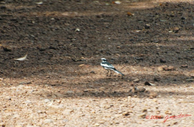039 KINGUELE 03 Oiseau 065 Aves Motacillidae Bergeronnette Pie Motacilla aguimp21E80DIMG_210523146856_DxOwtmk 150k.jpg
