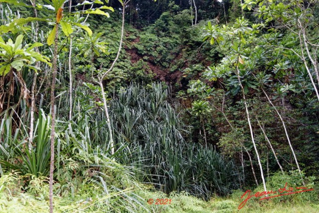 042 KINGUELE 03 la Grande Cascade Falaise et Pandanus 21E80DIMG_210524146901_DxOwtmk 150k.jpg