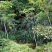 043 KINGUELE 03 la Grande Cascade Falaise Vegetation et Pandanus 21E80DIMG_210524146960_DxOwtmk 150k.jpg