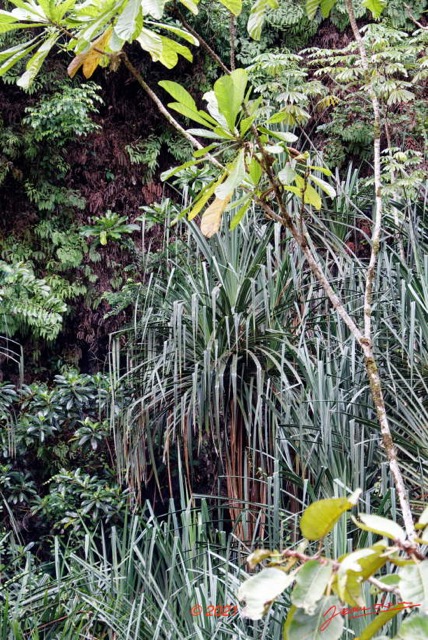 044 KINGUELE 03 la Grande Cascade Falaise Vegetation et Pandanus 21E80DIMG_210524146964_DxOwtmk 150k.jpg