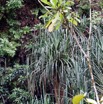 044 KINGUELE 03 la Grande Cascade Falaise Vegetation et Pandanus 21E80DIMG_210524146964_DxOwtmk 150k.jpg