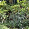 045 KINGUELE 03 la Grande Cascade Falaise Vegetation et Pandanus 21E80DIMG_210524146993_DxOwtmk 150k.jpg