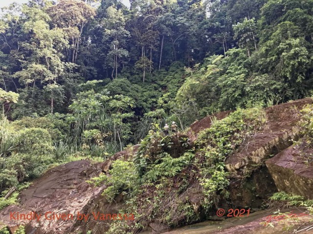 046 Kinguele 03 la Grande Cascade Falaise Vegetation et Pandanus 21VanessaSoIMG_210524101683_DxOwtmk 150k.jpg