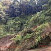 046 Kinguele 03 la Grande Cascade Falaise Vegetation et Pandanus 21VanessaSoIMG_210524101683_DxOwtmk 150k.jpg