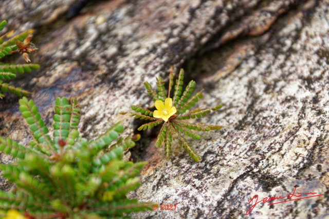 067 KINGUELE 03 la Grande Cascade Plante 120 Rosida Fabida Oxalidales Oxalidaceae Biophytum zenkeri 21E80DIMG_210524146935_DxOwtmk 150k.jpg