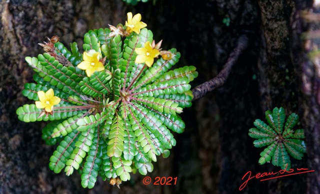 071 KINGUELE 03 la Grande Cascade Plante 120 Rosida Fabida Oxalidales Oxalidaceae Biophytum zenkeri 21E80DIMG_210524146954_DxO-1wtmk 150k.jpg
