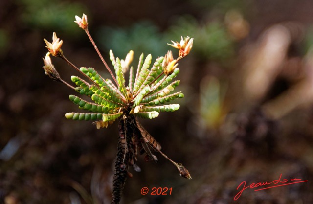 073 KINGUELE 03 la Grande Cascade Plante 120 Rosida Fabida Oxalidales Oxalidaceae Biophytum zenkeri 21E80DIMG_210524146972_DxOwtmk 150k.jpg