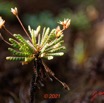 073 KINGUELE 03 la Grande Cascade Plante 120 Rosida Fabida Oxalidales Oxalidaceae Biophytum zenkeri 21E80DIMG_210524146972_DxOwtmk 150k.jpg