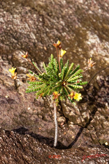 074 KINGUELE 03 la Grande Cascade Plante 120 Rosida Fabida Oxalidales Oxalidaceae Biophytum zenkeri 21E80DIMG_210524146975_DxOwtmk 150k.jpg