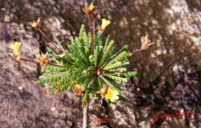 075 KINGUELE 03 la Grande Cascade Plante 120 Rosida Fabida Oxalidales Oxalidaceae Biophytum zenkeri 21E80DIMG_210524146978_DxOwtmk 150k.jpg