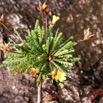 075 KINGUELE 03 la Grande Cascade Plante 120 Rosida Fabida Oxalidales Oxalidaceae Biophytum zenkeri 21E80DIMG_210524146978_DxOwtmk 150k.jpg