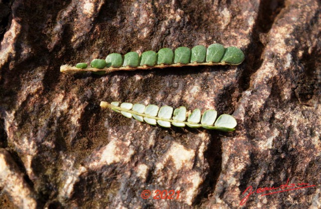 077 KINGUELE 03 la Grande Cascade Plante 120 Rosida Fabida Oxalidales Oxalidaceae Biophytum zenkeri 21E80DIMG_210524146988_DxOwtmk 150k.jpg