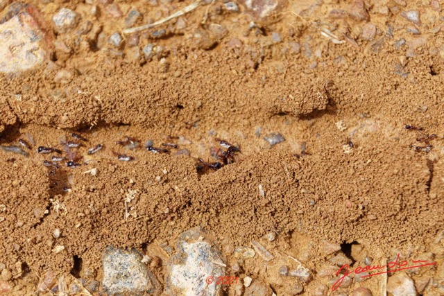 082 KINGUELE 03 Piste vers Tchimbele Insecta 176 Hymenoptera Colonie Magnans Dorylus sp 21E80DIMG_210523146835_DxOwtmk 150k.jpg