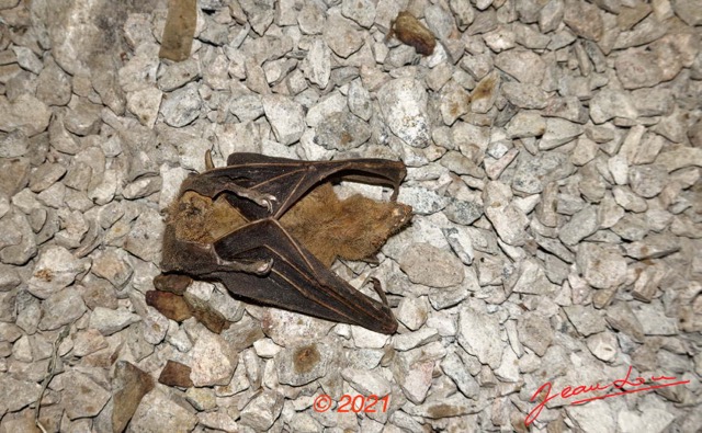 088 KINGUELE 03 Barrage de Tchimbele Tunnel Mammalia 035 Chiroptera Pteropodidae Roussette Roussettus aegyptiacus Morte 21RX106DSC_2105231009067_DxOwtmk 150k.jpg