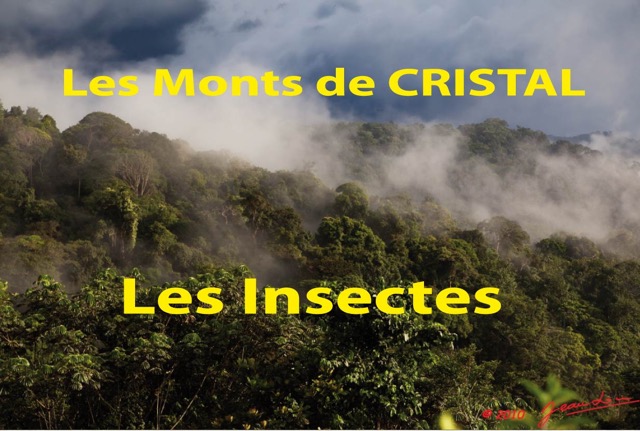 026 Titre Photos Cristal Insectes.jpg