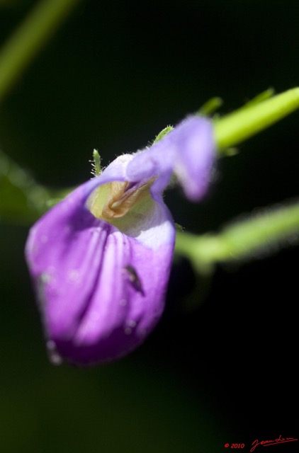 046 Monts de Cristal Plante Fleur Violette 10E5K2IMG_59276wtmk.jpg