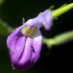 046 Monts de Cristal Plante Fleur Violette 10E5K2IMG_59276wtmk.jpg