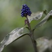 060 Monts de Cristal Plante avec Fruit Violet 10E5K2IMG_59245wtmk.jpg