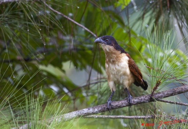 085 Monts de Cristal Coucal Nuque Bleue Centropus Monachus 10E5K2IMG_59066awtmk.jpg