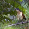 085 Monts de Cristal Coucal Nuque Bleue Centropus Monachus 10E5K2IMG_59066awtmk.jpg