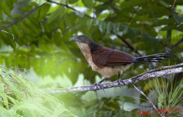 087 Monts de Cristal Coucal Nuque Bleue Centropus Monachus 10E5K2IMG_59068awtmk.jpg