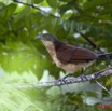 087 Monts de Cristal Coucal Nuque Bleue Centropus Monachus 10E5K2IMG_59068awtmk.jpg