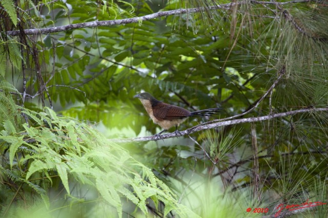 088 Monts de Cristal Coucal Nuque Bleue Centropus Monachus 10E5K2IMG_59068wtmk.jpg