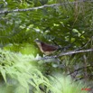 088 Monts de Cristal Coucal Nuque Bleue Centropus Monachus 10E5K2IMG_59068wtmk.jpg