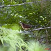 088 Monts de Cristal Coucal Nuque Bleue Centropus Monachus 10E5K2IMG_59068wtmk.jpg