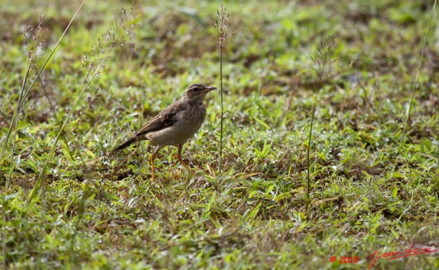 091 Monts de Cristal Oiseau Pipit Longue Patte Anthus Palidivintris 10E5K2IMG_59168wtmk.jpg